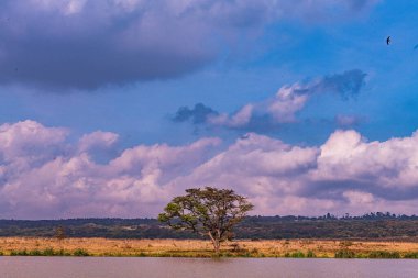 Nairobi Şehri Ulusal Parkı Vahşi Yaşam Manzarası Kenya Doğu Afrika