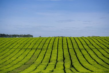 Yeşil Çay Bitki Yetiştirme Çiftliği Çayırı Kericho Kiambu Kenya
