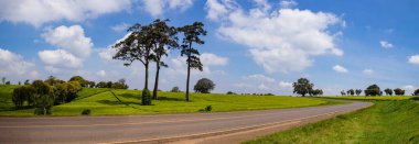 Yeşil Çay Bitki Yetiştirme Çiftliği Çayırı Kericho Kiambu Kenya