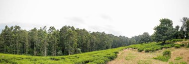 Yeşil Çay Bitki Yetiştirme Çiftliği Çayırı Kericho Kiambu Kenya