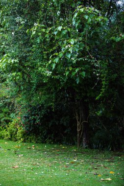 Kenya Manzaraları Belgesel Panoramik Manzaralarını Keşfetti Doğu Afrika