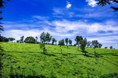 Yeşil çay, tarım tarlalarını, bitkileri, çimenleri tigoni limuru Kiambu ilçesini, Kenya 'yı terk eder.