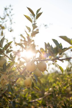 Apple trees ripen in the orchard. Growing apples on trees in an orchard. Healthy organic tasty apple fruits growing in the garden. Agriculture. Production of ecological food products.