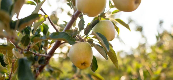 Яблуні Дозрівають Саду Вирощування Яблук Деревах Саду Здорові Органічні Смачні — стокове фото