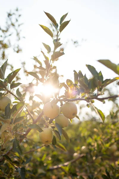 Яблуні Дозрівають Саду Вирощування Яблук Деревах Саду Здорові Органічні Смачні — стокове фото