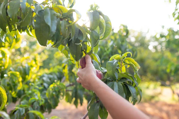 Production Ecological Products Gardener Collects Red Ripe Peaches Tree Branch — Stock Photo, Image