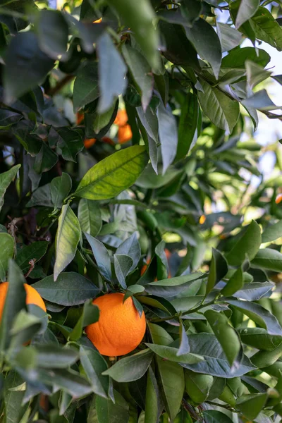 ripe oranges on the tree. Organic orange tree and fresh fruit