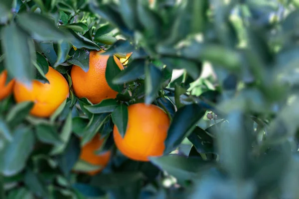 ripe oranges on the tree. Organic orange tree and fresh fruit
