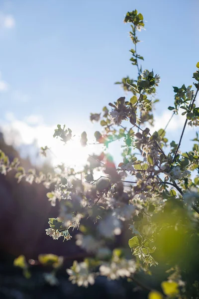 木の上の白い花を閉じる 太陽の光が木を通り過ぎる 春の気分だ 花のクローズアップ — ストック写真