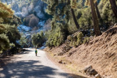 Orman yolunun ortasında sırt çantalı bir çocuk, vahşi hayatı keşfeden bir çocuk, ağaçların arasında tek başına duran bir çocuk, bir çocuğun portresi. Seyahat ve yürüyüş..
