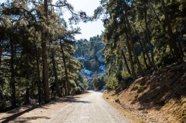 Güneşli bir günde orman yolu. Macera ve seyahat. Türkiye