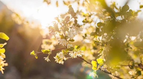 夕日を背景に咲く木 太陽のまぶしさ 抽象的な春の背景 — ストック写真