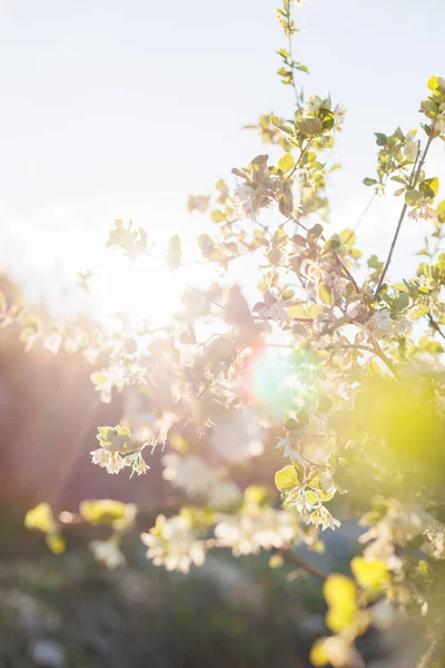 花のある木 開花中のリンゴの木の枝を閉じて 柔らかい色の抽象的なぼやけた背景 — ストック写真
