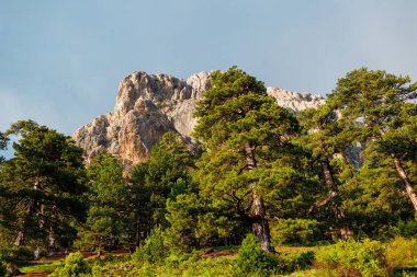 Dağlarda ağaçlar. Güzel yeşil ağaçları olan dağ manzarası. Yüksek uçurumları, ormanı ve gökyüzü olan güzel bir manzara. Dedegol. Türkiye.