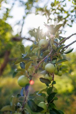 Bahçedeki bir ağacın dallarında yeşil elmalar. Ağaçtaki elmalar. Elmalı meyve bahçesi. yakın plan.