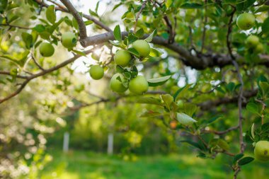 Bahçedeki bir ağacın dallarında yeşil elmalar. Ağaçtaki elmalar. Elmalı meyve bahçesi. yakın plan.