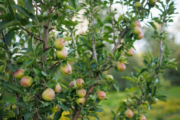 Manzanas Verdes Las Ramas Árbol Jardín Manzanas Árbol Huerto Con — Foto de Stock