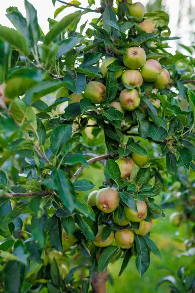 Зелені Яблука Гілках Дерева Саду Яблука Дереві Сад Яблуками Крупним — стокове фото