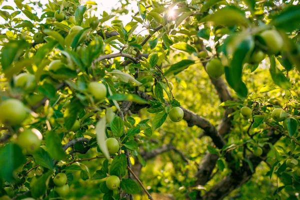 Manzanas Verdes Las Ramas Árbol Jardín Manzanas Árbol Huerto Con — Foto de Stock
