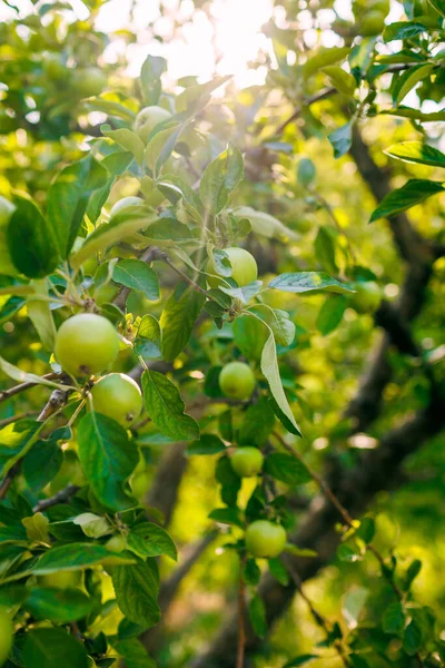 Зелені Яблука Гілках Дерева Саду Яблука Дереві Сад Яблуками Крупним — стокове фото