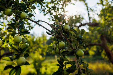 Bahçedeki bir ağacın dallarında yeşil elmalar. Ağaçtaki elmalar. Elmalı meyve bahçesi. yakın plan.