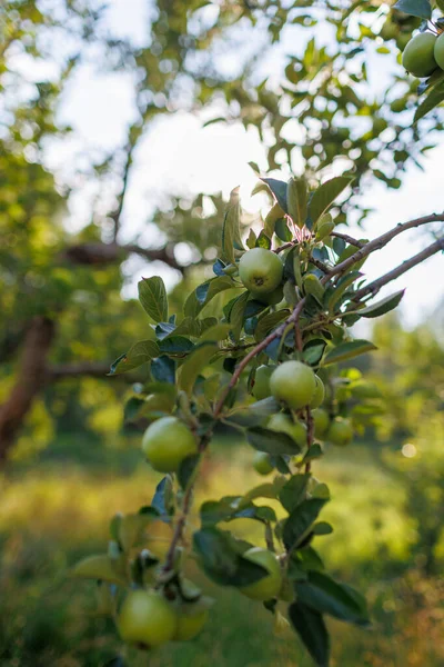 Green Apples Branches Tree Garden Apples Tree Orchard Apples Close — Stock Photo, Image