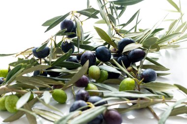 Beyaz arka planda zeytin ve zeytin dalları. Yukarıdan görüntüle.