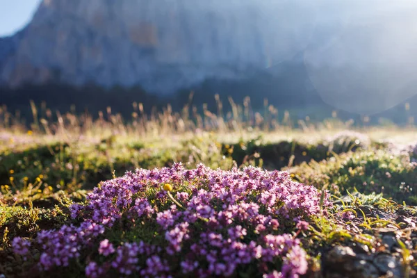 Beautiful spring landscape in the mountains. spring. purple flowers. Dedegol. Turkey.
