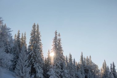 Kış dağlarını kaplayan kar, karla kaplı kozalaklı ağaçlar, kışın dağ manzarası, kardaki ladin, batan güneş, dağlarda gün batımı, gün batımında kardaki köknar ağacı