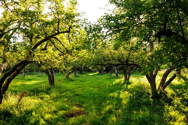 Appelboomgaard Tuin Met Groene Appelbomen Zonsondergang Tuin — Stockfoto