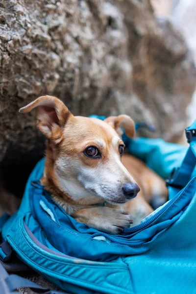 small dog sleeps in a backpack. trekking with animals.