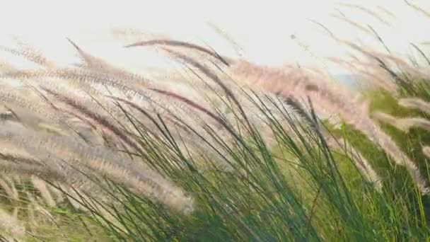 Колючки Травы Лугу Близко Легкого Ветра Закате Свет Солнечного Летнего Стоковое Видео