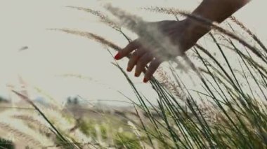 Bir sabah güneşin doğuşuyla birlikte tarlalarda yürürken uzun otların üzerinden bir kadının eli ona dokunuyor..