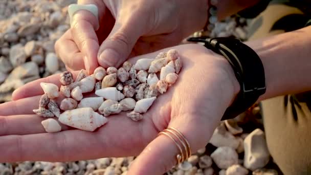 Meisje Zit Het Strand Verzamelt Verschillende Schelpen Verzameling Schelpen Handen — Stockvideo