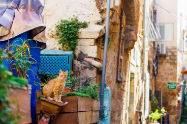 Red cat on the street of the old city. travel to Asia.