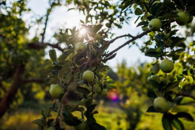 Elma bahçesi. Yeşil elma ağaçlı bahçe. Bahçede gün batımı.