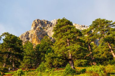 Bulutlardaki dağlar. Sisin içinde yeşil ağaçlar olan bir dağın havadan görünüşü. Yüksek uçurumları, ormanı, gökyüzünü olan güzel bir manzara. Dedegol. Türkiye.
