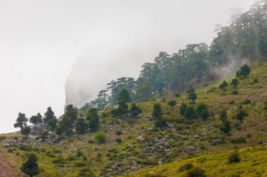 Bulutlardaki dağlar. Sisin içinde yeşil ağaçlar olan bir dağın havadan görünüşü. Yüksek uçurumları, ormanı, gökyüzünü olan güzel bir manzara. Dedegol. Türkiye.