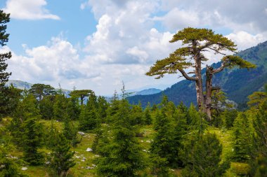 Dağlarda ağaçlar. Güzel yeşil ağaçları olan dağ manzarası. Yüksek uçurumları, ormanı ve gökyüzü olan güzel bir manzara. Dedegol. Türkiye.