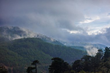 Bulutlardaki dağlar. Sisin içinde yeşil ağaçlar olan bir dağın havadan görünüşü. Yüksek uçurumları, ormanı, gökyüzünü olan güzel bir manzara. Dedegol. Türkiye.