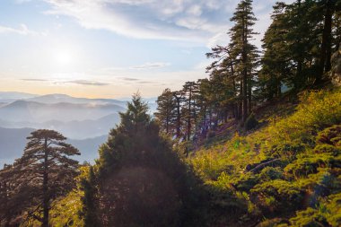 Beautiful forest and mountains at sunset, picturesque nature, rays of the setting sun, travel to Turkey clipart