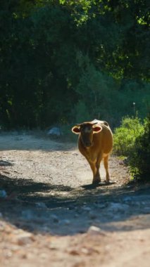 Dikey çekim. Kahverengi ve beyaz bir inek toprak bir yolda yürüyor. Güneş arka plandaki ağaçların arasından parlıyor..