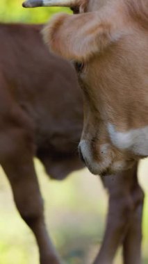 Dikey çekim. Bir inek ağaçların arasında yürüyor, arkasında güneş parlıyor..