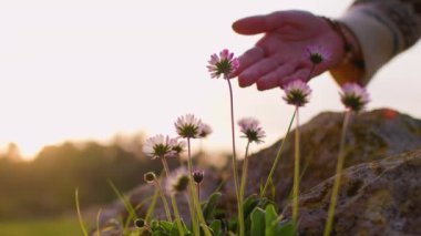 Dikey çekim. Bir kız çiçeklere dokunur, bir kız doğaya dokunmaktan zevk alır. Yürüyüş ve macera. kız ve çiçekler.