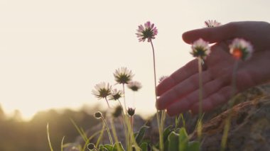 Kız elini bir çiçeğin üzerinden geçirir ve ona dokunur. Gün batımında tarlalarda yürür..