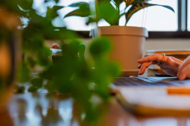 Laptop kullanan bir kızın elinin yan görüntüsü. Bitkileri olan şık bir ofis. Genç bir kadının ellerine yakın çekim. Uzaktan çalışıyor. İş konsepti ve pazarlama.