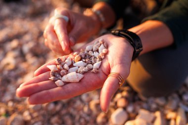 Kız sahilde oturur ve elinde çeşitli kabuklar toplar. Kapalı kabuklu kızların elleri..