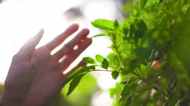 Kız elini yeşil bir çalılığın üzerinde gezdiriyor. Gün batımında el çiçeklere dokunur. Parkta gün batımında bir kız. Kadın eli, yakın plan. Günbatımında dinlen..