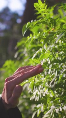 Dikey çekim. Kız elini yeşil bir çalılığın üzerinde gezdiriyor. Gün batımında el çiçeklere dokunur. Parkta gün batımında bir kız. Kadın eli, yakın plan. Günbatımında dinlen..
