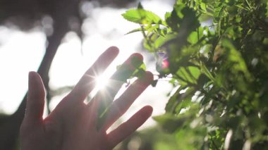 Kız elini yeşil bir çalılığın üzerinde gezdiriyor. Gün batımında el çiçeklere dokunur. Parkta gün batımında bir kız. Kadın eli, yakın plan. Günbatımında dinlen..